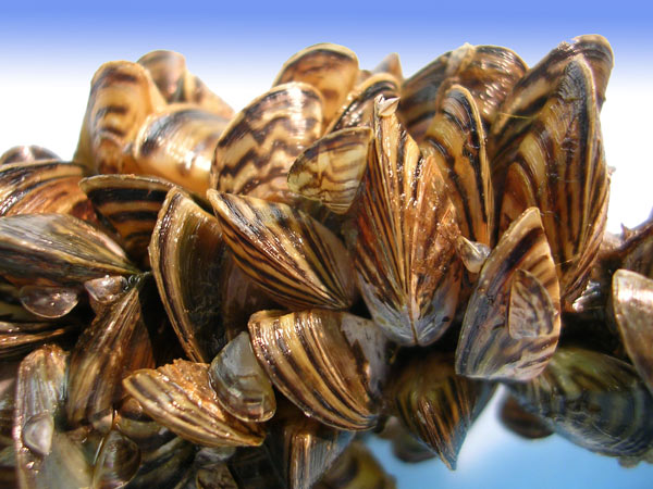 Photo Zebra Mussels.