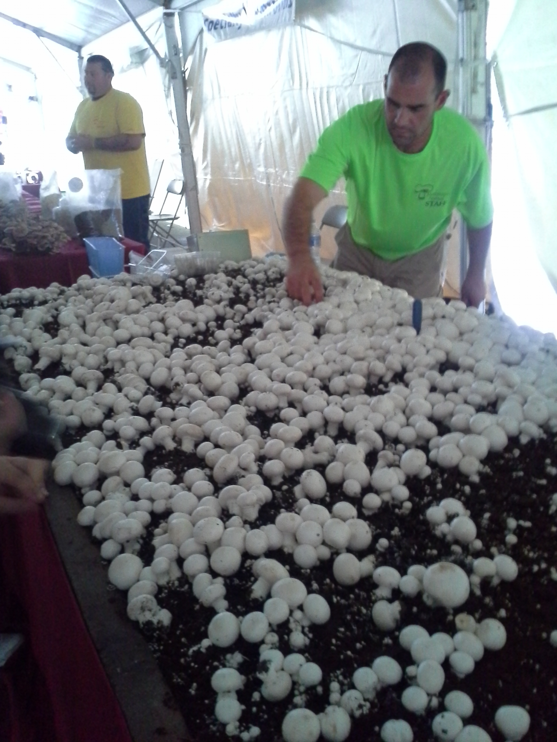 A mushroom farmer harvests white button mushrooms from his exhibition at the Kennett Square Mushroom Festival