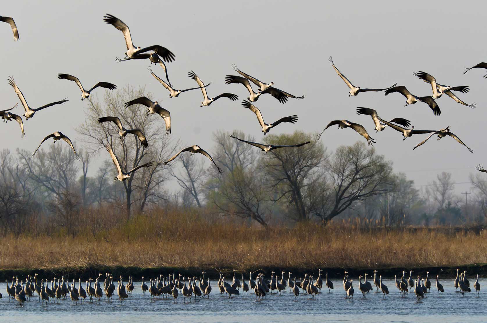 Sandhill Migration on the Platte River