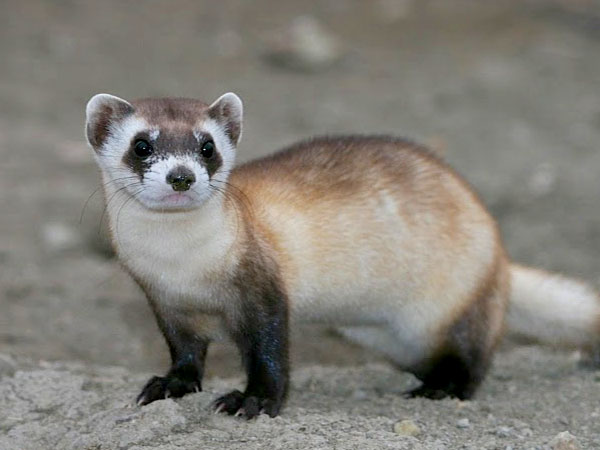 Black-footed ferret. Credit: J. Michael Lockhart / USFWS.