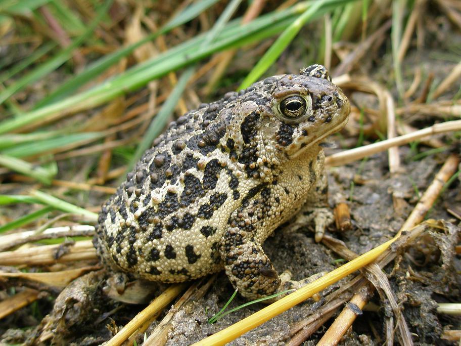 Wyoming Toad Credit: Sara Armstrong / USFWS