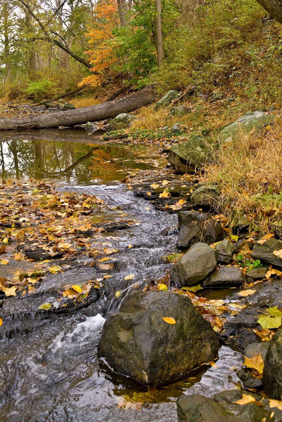 Daylighting streams to restore them to a more natural condition can improve removal of nutrient and sediment pollution