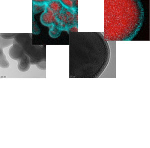 Four macro images of electrode materials of varying shapes and textures.