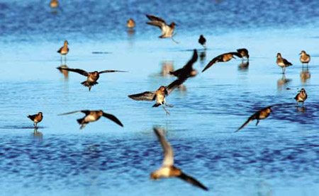 Pectoral sandpipers feed on a mudflat at Arctic National Wildlife Refuge. The 19.3-million-acre refuge and its partners are putting considerable research effort into understanding shorebird populations and ecology. Credit: USFWS