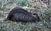 Nutria