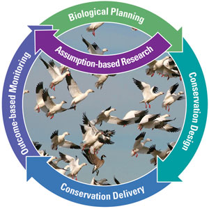 SHC Elements: Biological Planning, Conservation Design, Delivery, Monitoring, and Research. Credit: USFWS.