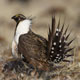 Greater Sage Grouse. Credit: Stephen Ting / USFWS