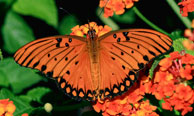 Gulf Fritillary--Persistent-Promo--194x116