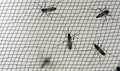 Yellow fever mosquitoes – Aedes aegypti – are reared in the Walter Reed Army Institute of Research insectary by the thousands for use in pre-clinical Zika vaccine experiments and for research into new vector control products and methods. (Walter Reed Army Institute of Research photo)