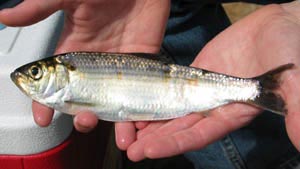 The alewife is an important source of food for many valued fish and birds.