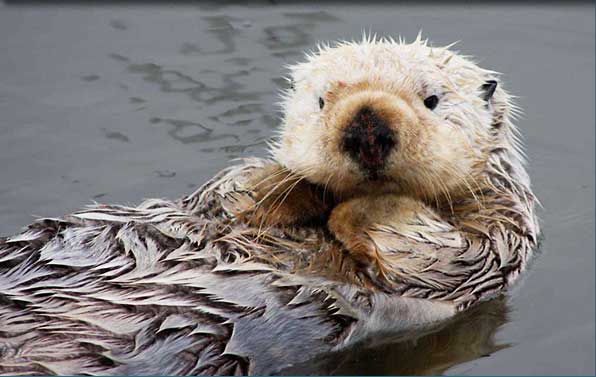 sea otter at the surface