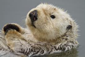 Help Save Sea Otters at Tax Time