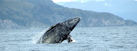 gray whale