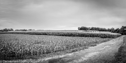 Black and white photo of a Carroll County Cornfield by Daniel Hart.