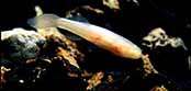 Ozark Cavefish