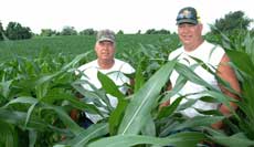 Anthony, left, and Tom Westhues in one of their fields of no-till corn in summer 2008.