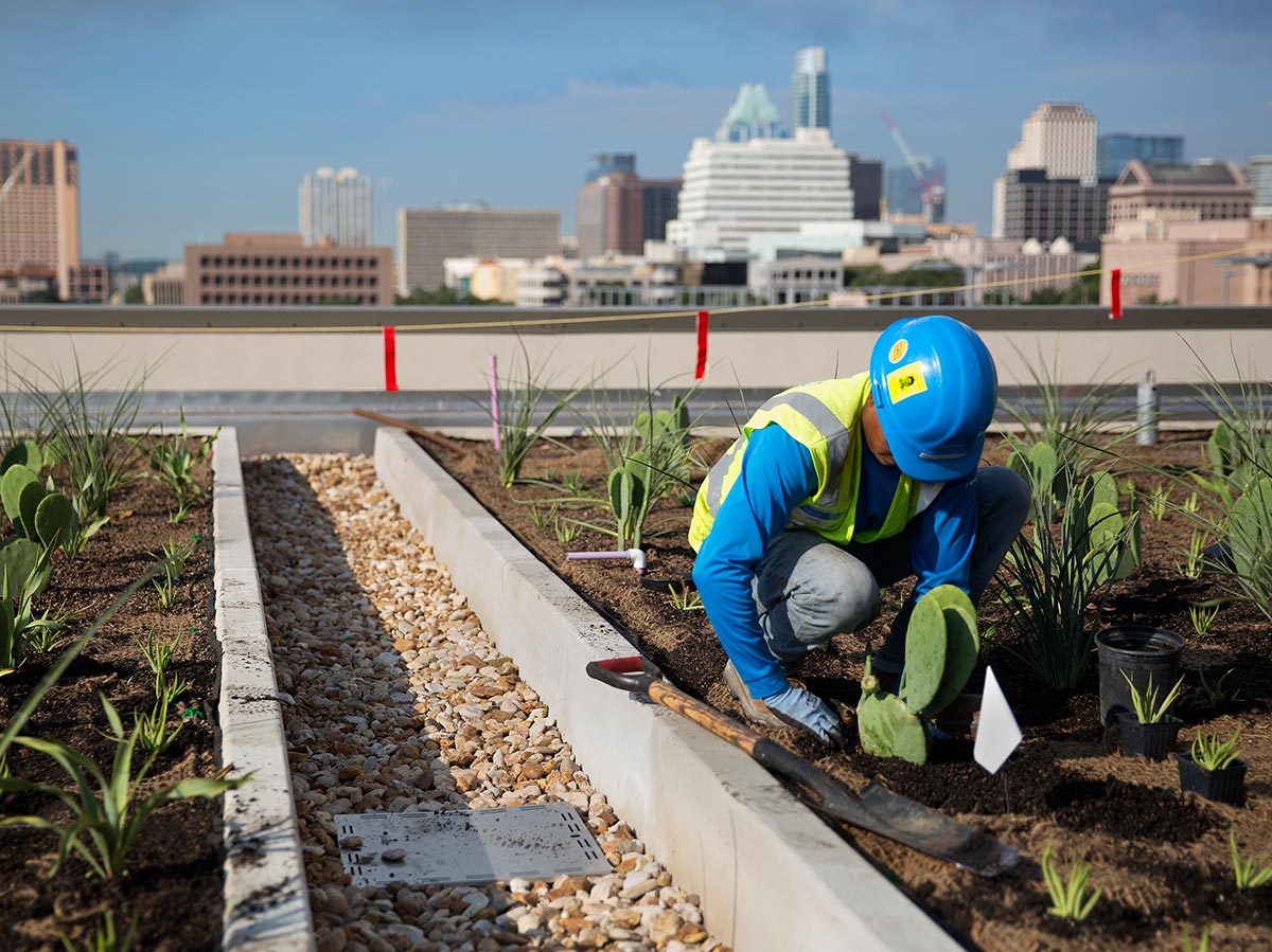 Dell Medical School Green Roof. Photo: John W. Clark