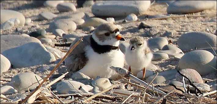 A male piping plover tends his chick on North Manitou Island, Michigan.