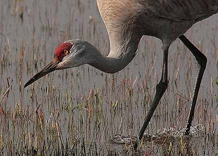 Sandhill  Crane