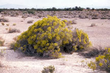 Photo of Las Vegas buckwheat by Gina Glenne, USFWS