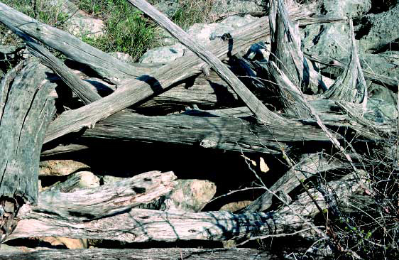 A cave entrance blocked with juniper branches to keep out unwanted visitors