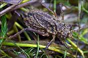 Hine's emerald dragonfly larvae