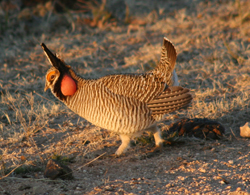 Lesser prairie-chicken. Photo credit: USFWS
