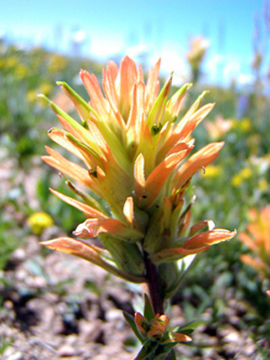 Successful conservation actions, including through a Candidate Conservation Agreement with the U.S. Forest Service, led to the removal of Christ's paintbrush, found near the near the summit of Mount Harrison, Idaho, from the candidate list.
