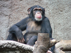 Chimpanzee.