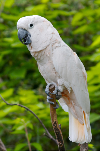 Salmon-crested cockatoo.  Credit by Wikimedia Commons.