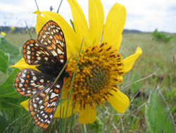 Taylor's checkerspot butterfly.