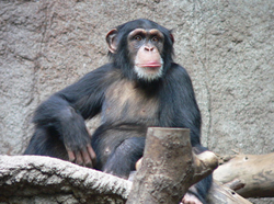 Chimpanzee.