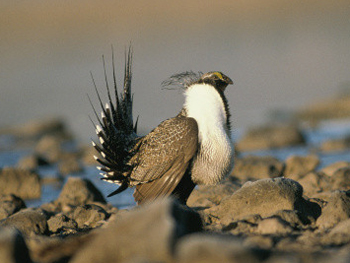 Great sage-grouse