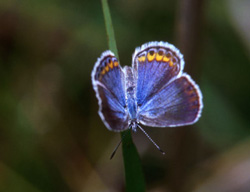 Section 6 funding protects lands that support a diverse mosaic of habitat types and serve as important wildlife corridors for many listed species, such as the Karner blue butterfly.