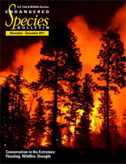 In June 2011, the Las Conchas fire roared through the pine-studded mountains of northern New Mexico.