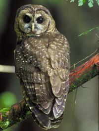 Northern Spotted Owl 