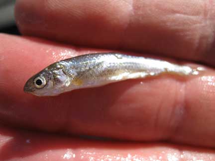 Silvery Minnow