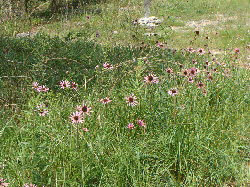 Tennessee purple coneflower. 