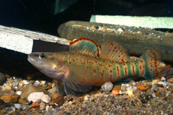 The Kentucky arrow darter is one of five new candidate species. 