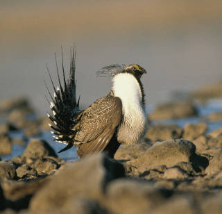 Gunnison Sage-Grouse