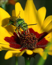 A sweat bee pollinating. 