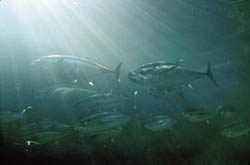 Atlantic bluefin tuna cruise through the Stellwagen Bank National Marine Sanctuary during their annual migrations up the eastern seaboard.