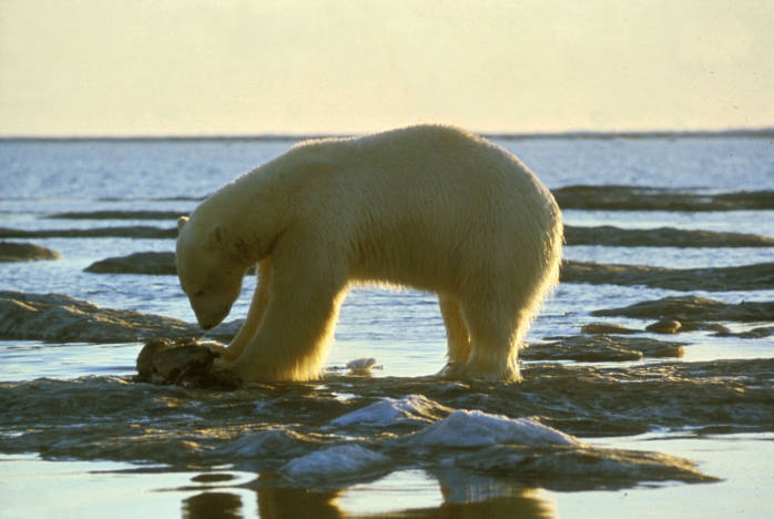 Polar Bear Photo