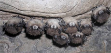 Bats with white-nosed fungus.