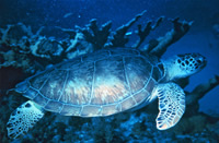 Green sea turtles are one of the many species that have benefitted from an endangered species grant.