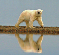 Single polar bear walking.