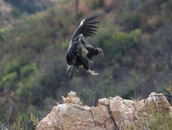 California condor 