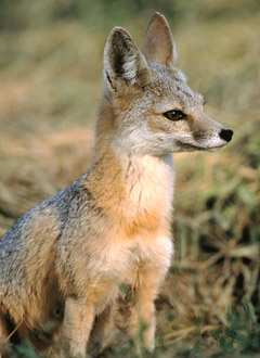 San Joaquin Kit Fox