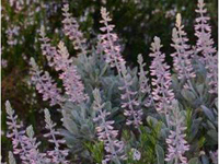 Scrub Lupine