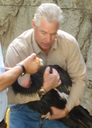 Photo of Michael Mace carrying California condor in Mexico zoo